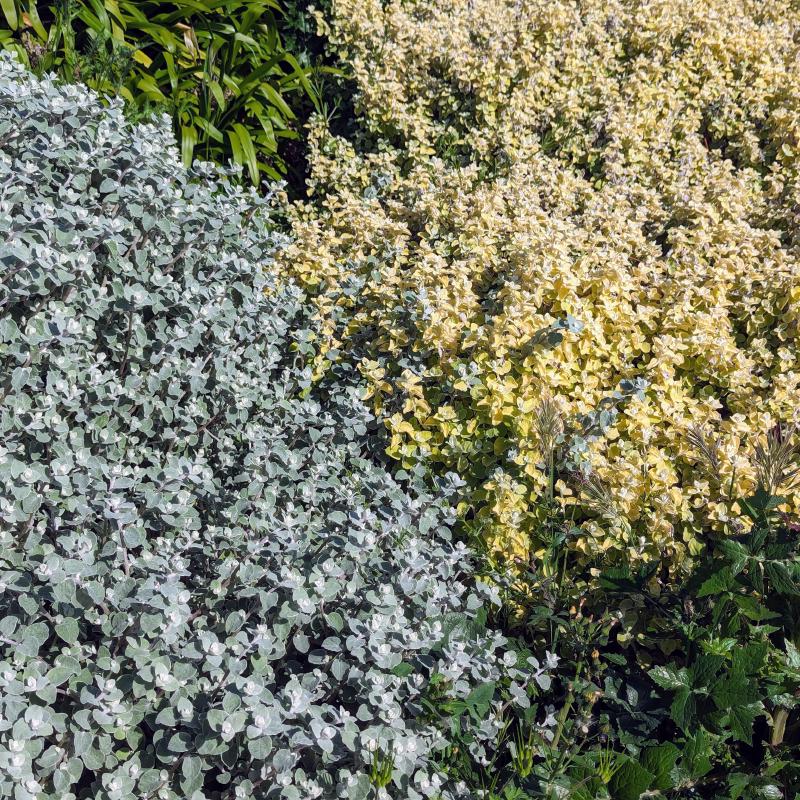 Two colors of velvety plants