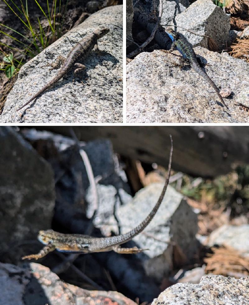 Western fence lizard, at rest and in flight, with iridescent blue throat.