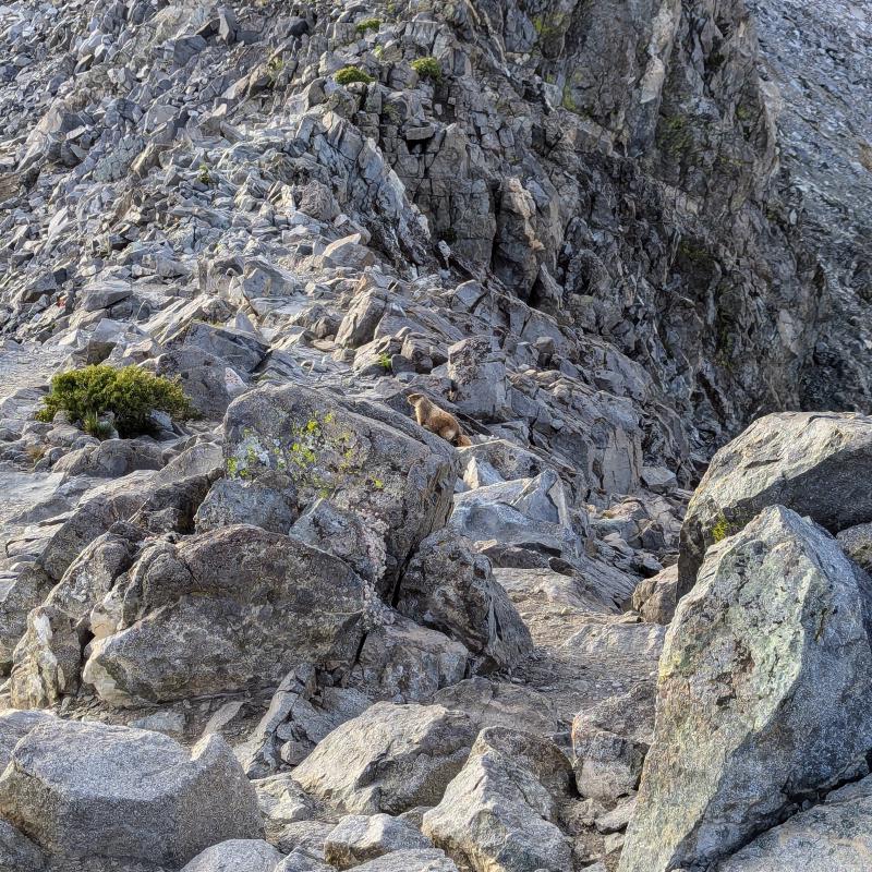 The marmot that greeted me at the top of Glen Pass.