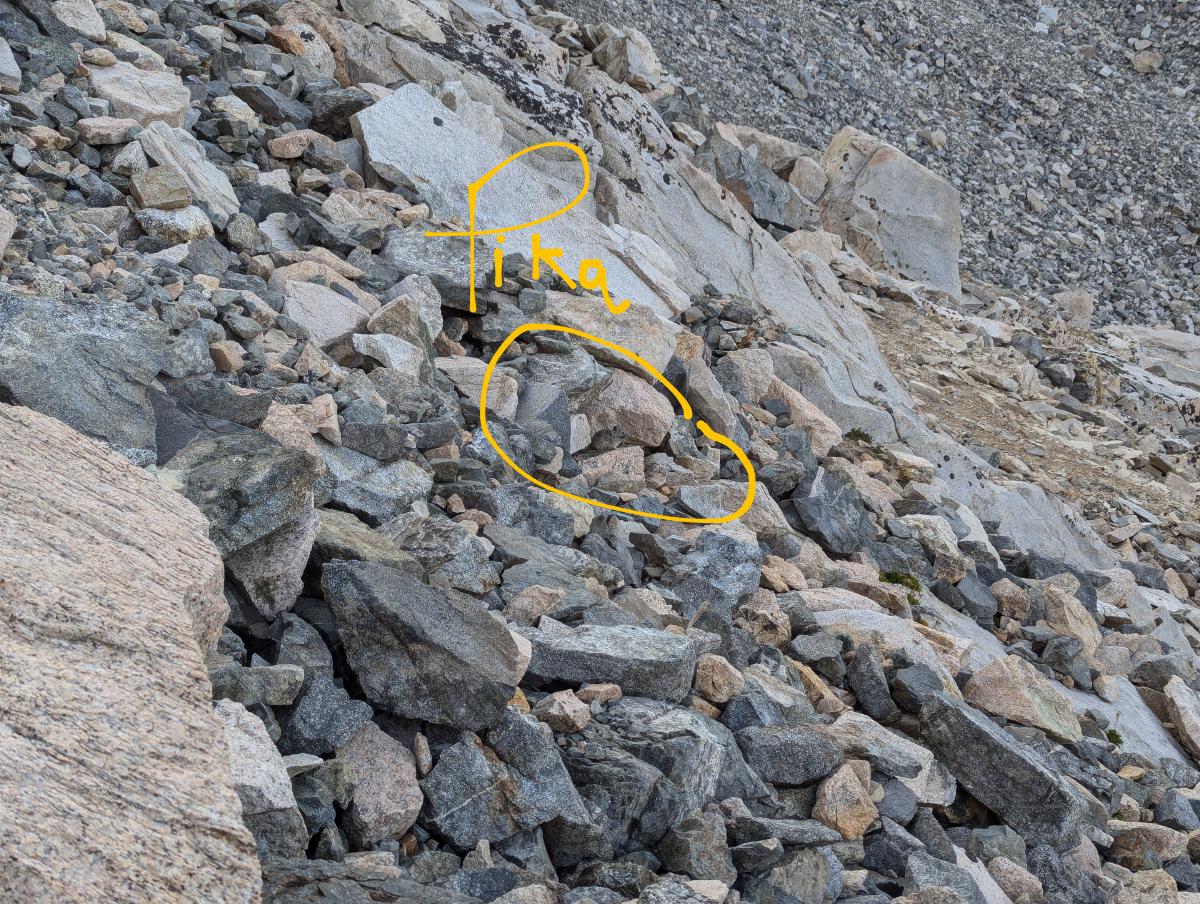 A pika in the talus by the trail up the south side of Glen Pass.